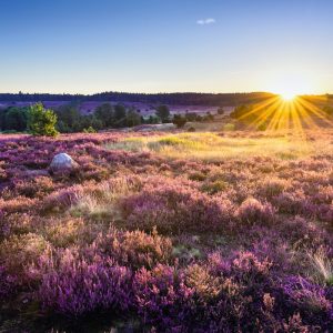 Lüneburger Heide: ‚Heidschnucken‘ besuchen